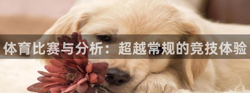 178足球体育比赛直播：体育比赛与分析：